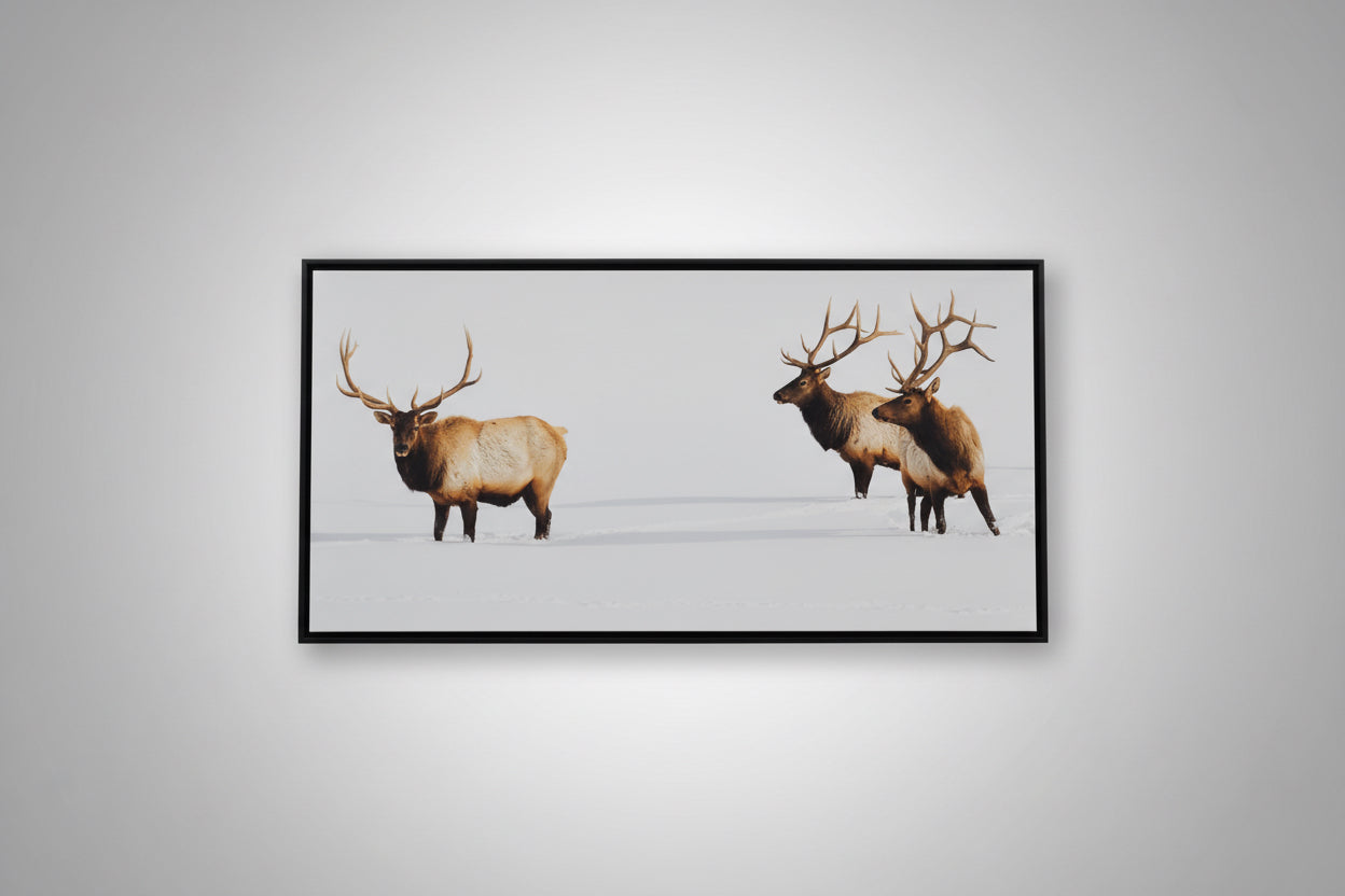 Three Bull Elk wall art