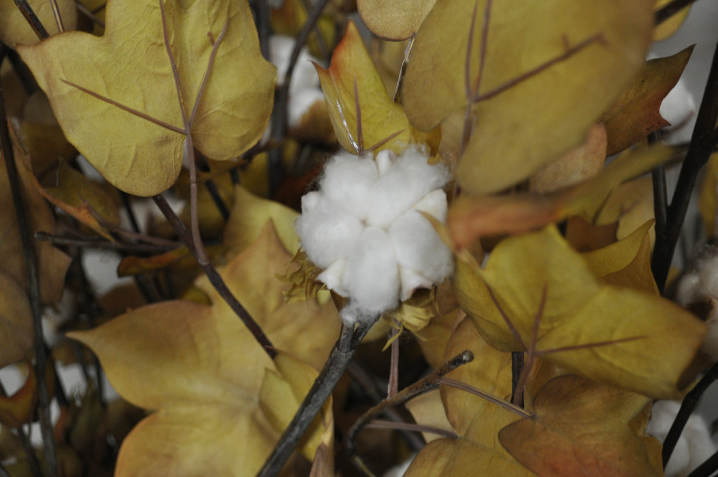 Floral Harvested Cotton Plant