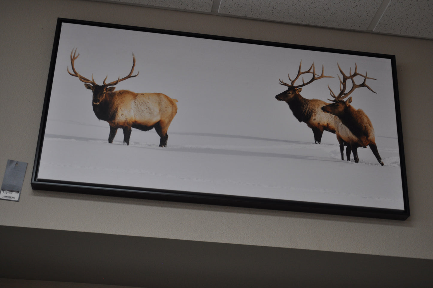 Three Bull Elk wall art